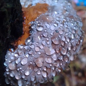 Quis nibh convallis fringilla