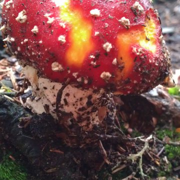 Quis nibh convallis fringilla