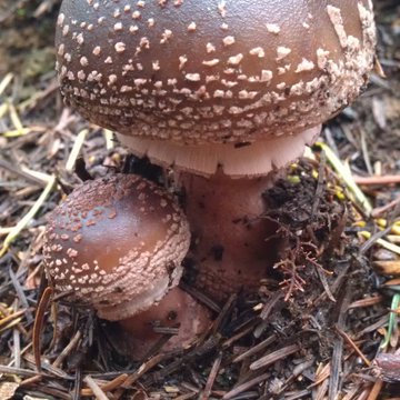 Quis nibh convallis fringilla